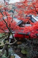 麻豆传媒映画合集-麻豆传媒映画合集——艺术与现实的优雅交汇